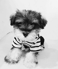 ѩ�{��Сĸ����̩��С����������룬������