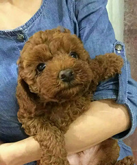 ѩ�{��Сĸ����̩��С����������룬������