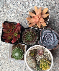 [�ֵ���õ�һ�����]+�仯�е��