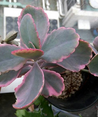 Խ��Խ����