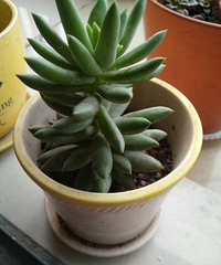 �ֵ���õ�һ�����