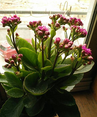 ������Ļ���