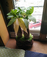 ������Ļ���