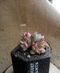 �ֵ���õ�һ�����