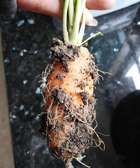 С�ܲ�����