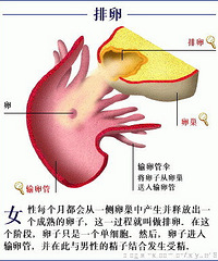 "排卵后怀孕的征兆 初期怀孕的征兆"