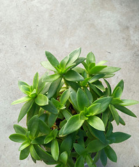 ������õ�һ�����