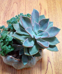 ���ֵ���õ�һ����⡷