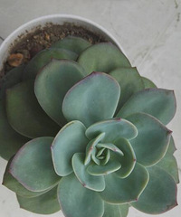 ���ֵ���õ�һ������