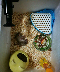 ���黮����