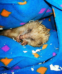 ���黮����