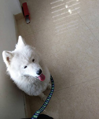 ����������һֻ����