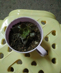 �ֵ���õ�һ�����