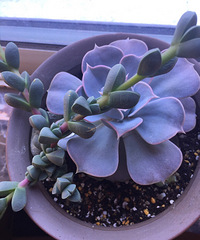 �ֵ���õ�һ�����