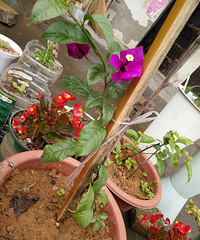 ��С����������÷