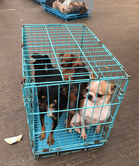 ���չ���