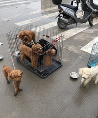 ���չ���