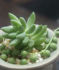 ��������ǿ�Ķ���