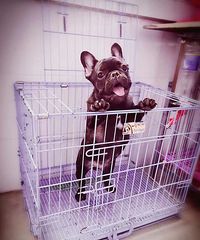 [������]+�ɰ���С��