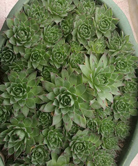 �ֵ���õ�һ�����:������������