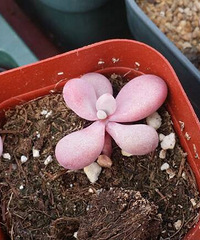 �ԼҶ��⣬�ҵ��ǲ���������