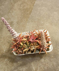 ɹ����õ�һ��