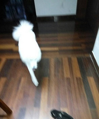 ɹ���Ҽҵ�Сɵɵ