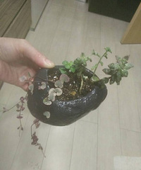 �����ÿ�ô��