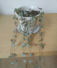 �����ÿ�ô��