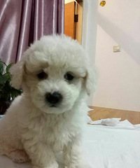 ��������Żݳ���