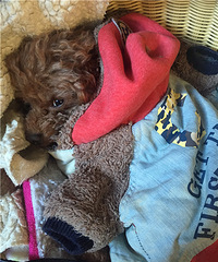 ����Ľ����������ÿ��˯����