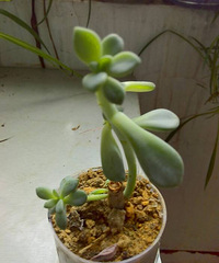 ��������ǿ��С����