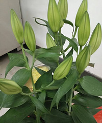 ��������������ˮ�ٺ�