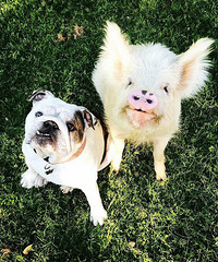 ��ֻ��ÿ����Լ����ɹ�