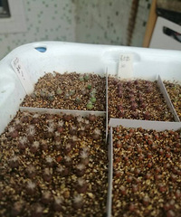 ���̲���