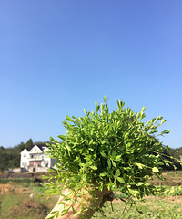 我的家乡