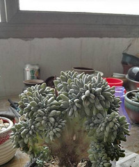 �ֵ���õ�һ�����