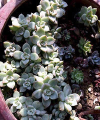 ��������Ű�賤