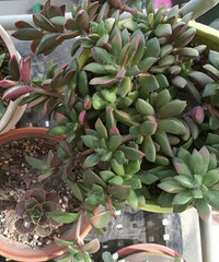 �ֵ����һ����