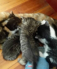 ����è�����ˡ����������·��