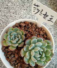 �ֵ���õ�һ����