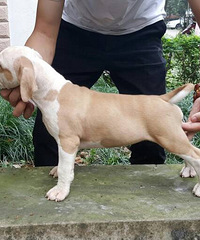 ˹�����������¼�