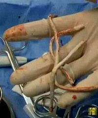 С�￴��ƵѰ��̼� ��20cm�������������...