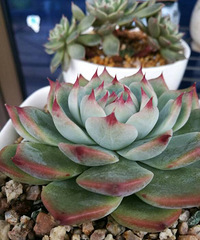 �ֵ���õ�һ�����+��ͷ��