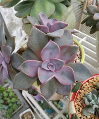 �ֵ���õ�һ�����+��ͷ��