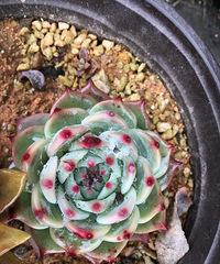 �ֵ���õĶ���