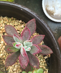 �ֵ���õĶ���