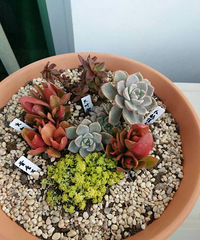 �ֵ���õ�һ�����