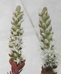 ���ɿ���