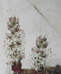 ���ɿ���